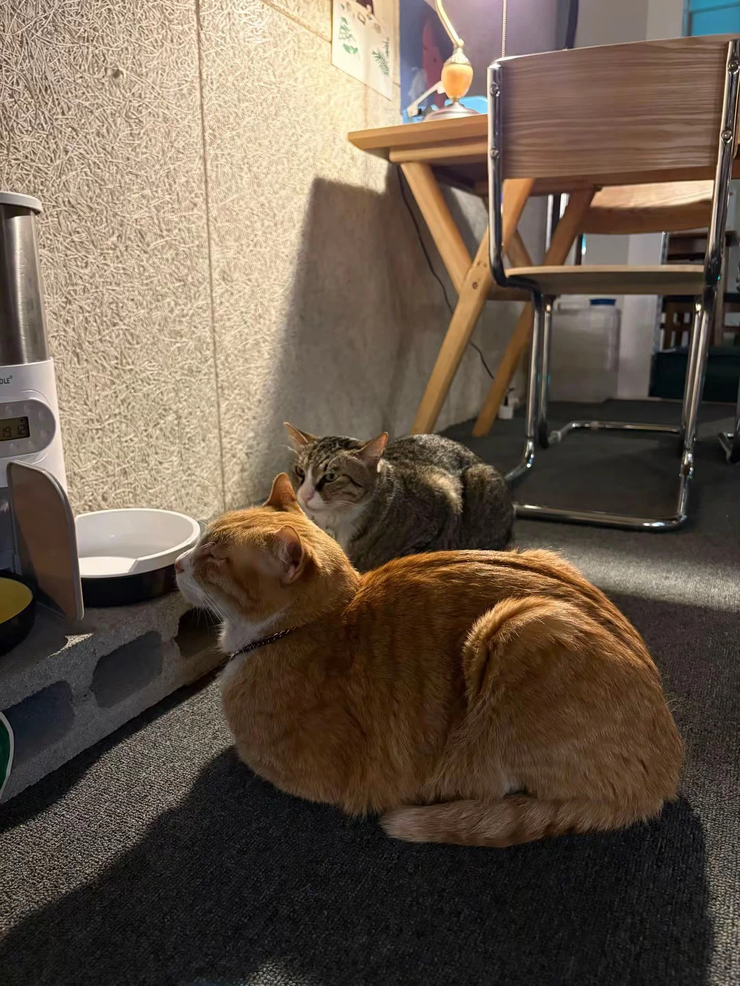 Cats Bathing in the Light | Made by a Psych University Student - photo 2