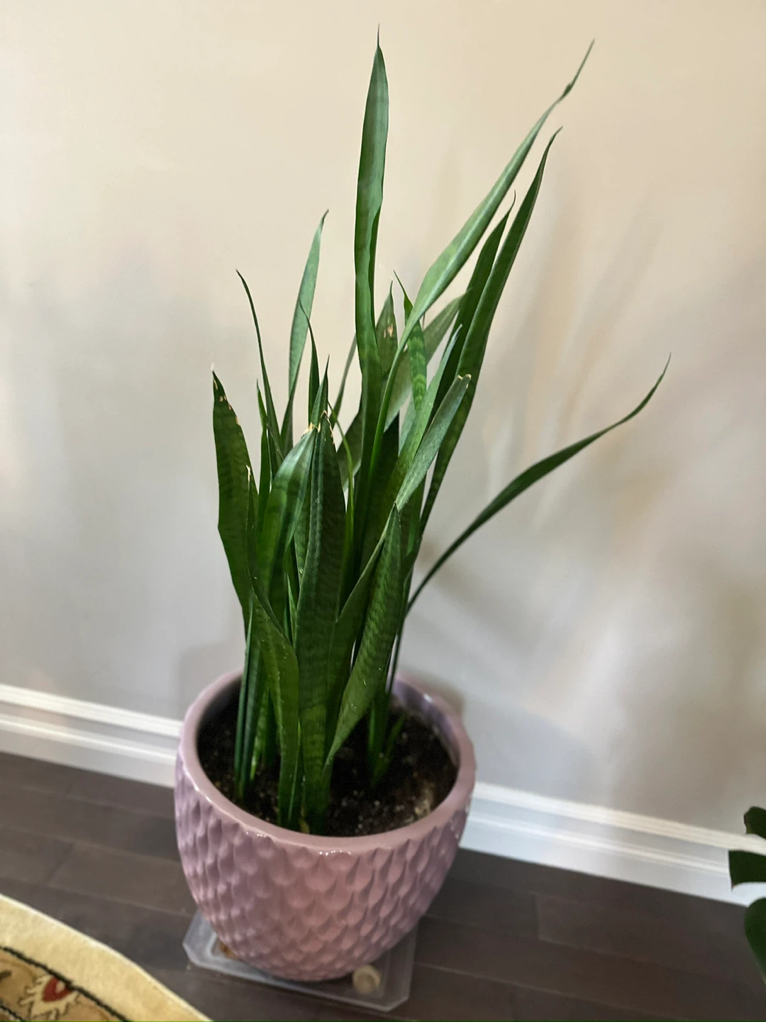 Set of 3 plants with Pots - photo 3