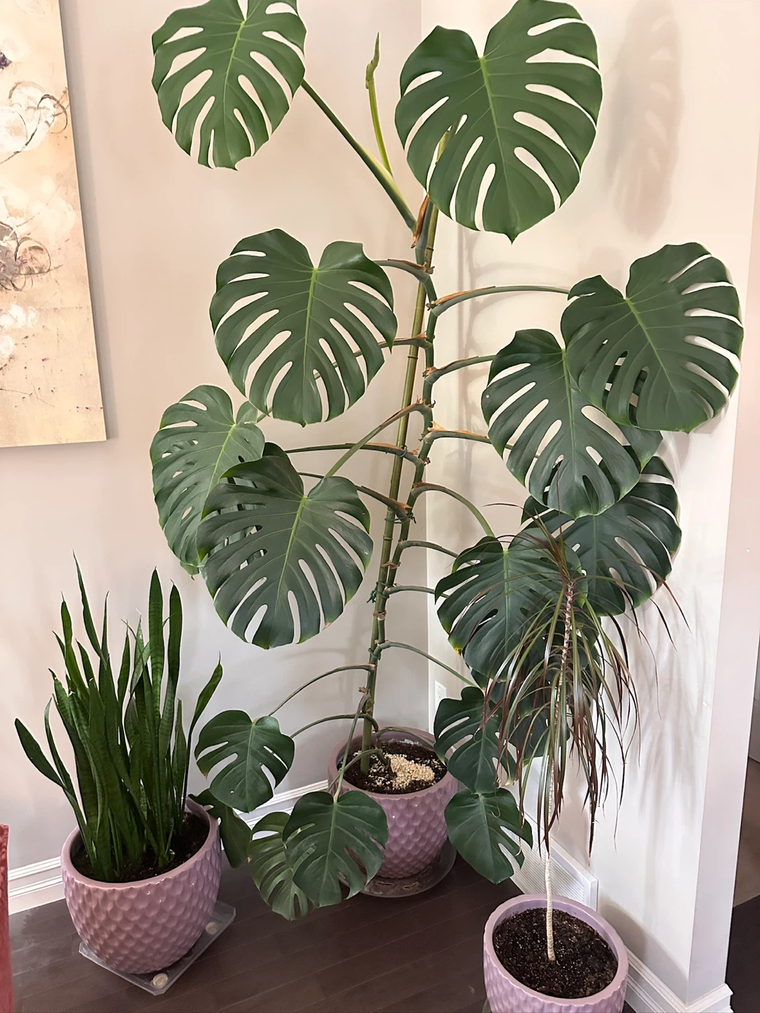 Set of 3 plants with Pots
