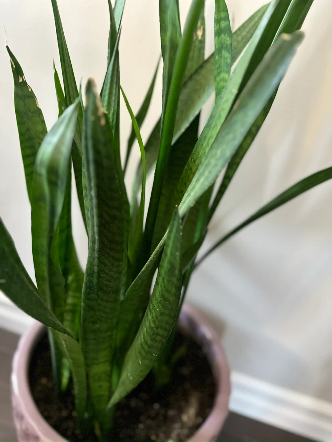 Set of 3 plants with Pots - photo 4