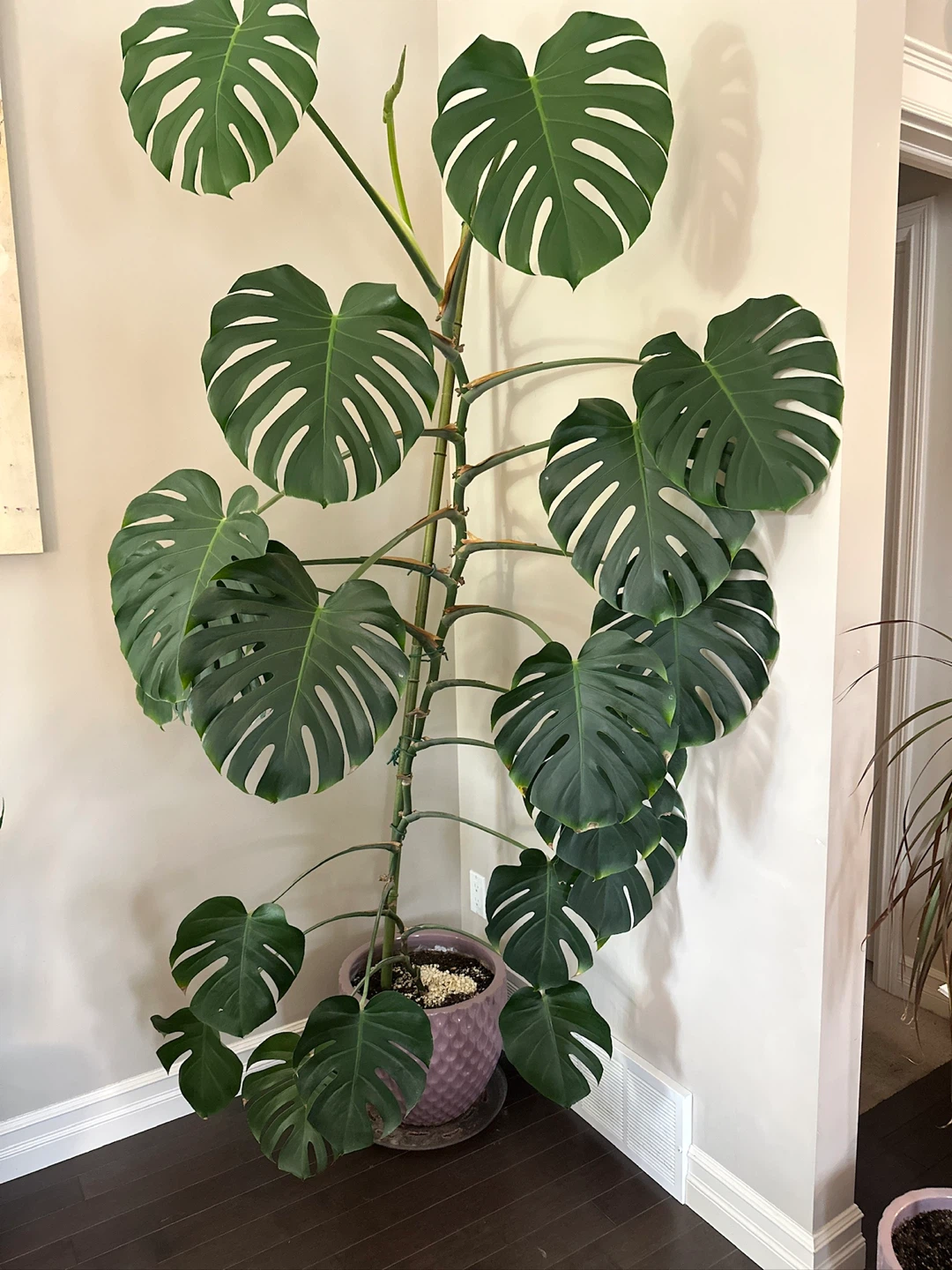 Set of 3 plants with Pots - photo 2