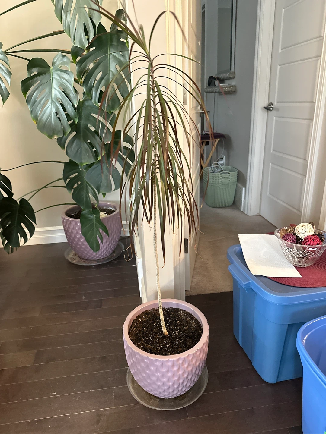 Set of 3 plants with Pots - photo 5