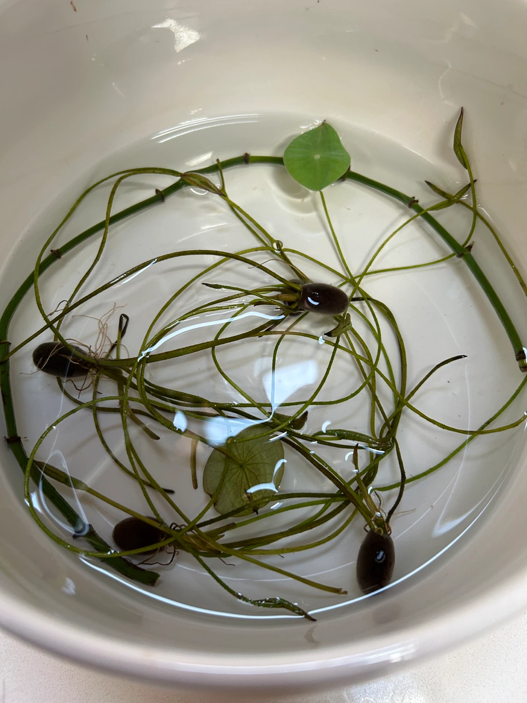 Aquatic Plant Bulbs with Roots