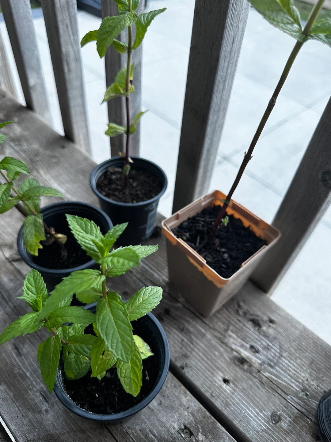 Mint Plants For Sale ⚽ - photo 5