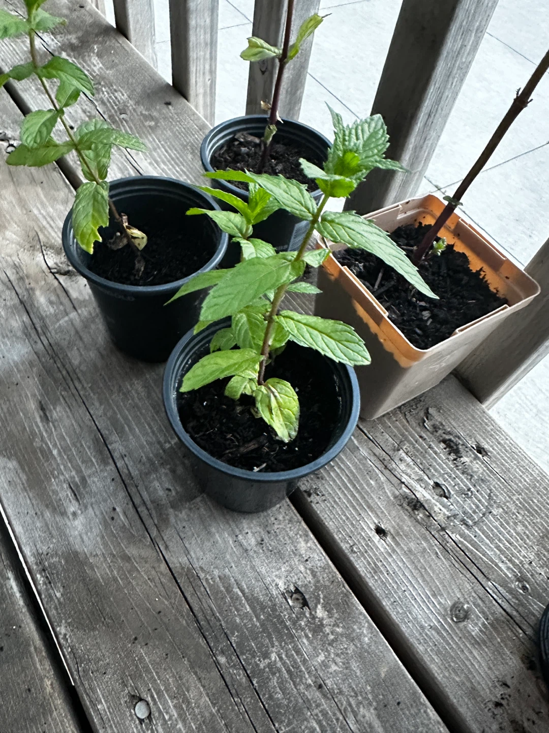 Mint Plants For Sale ⚽ - photo 4