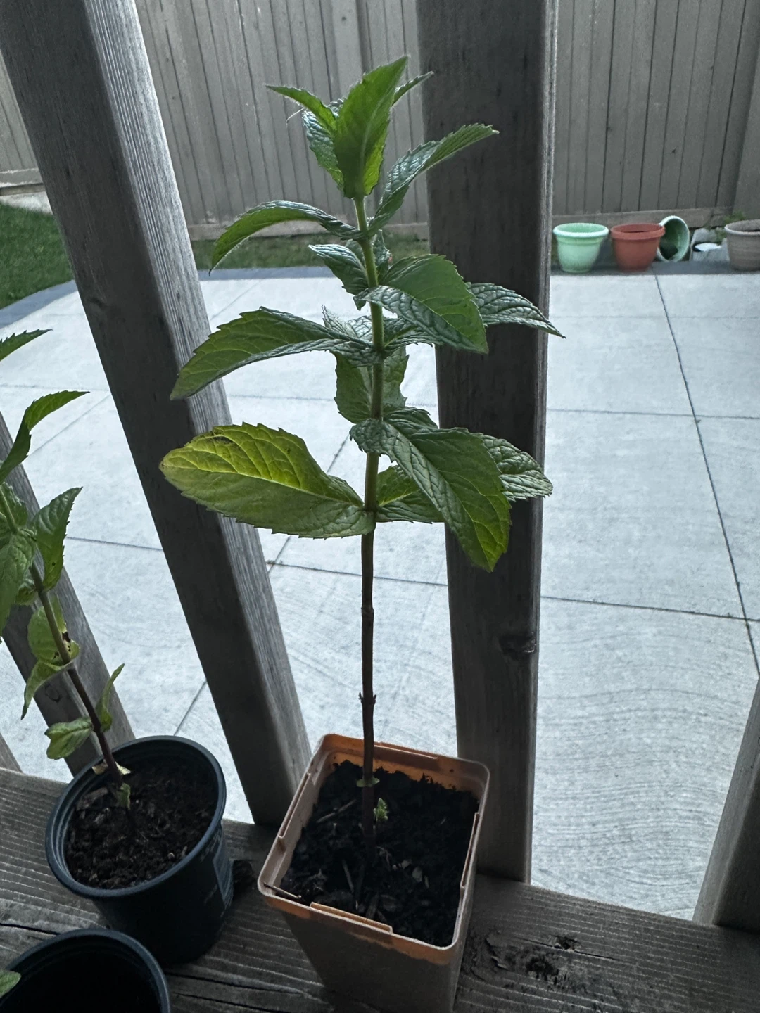 Mint Plants For Sale ⚽ - photo 3