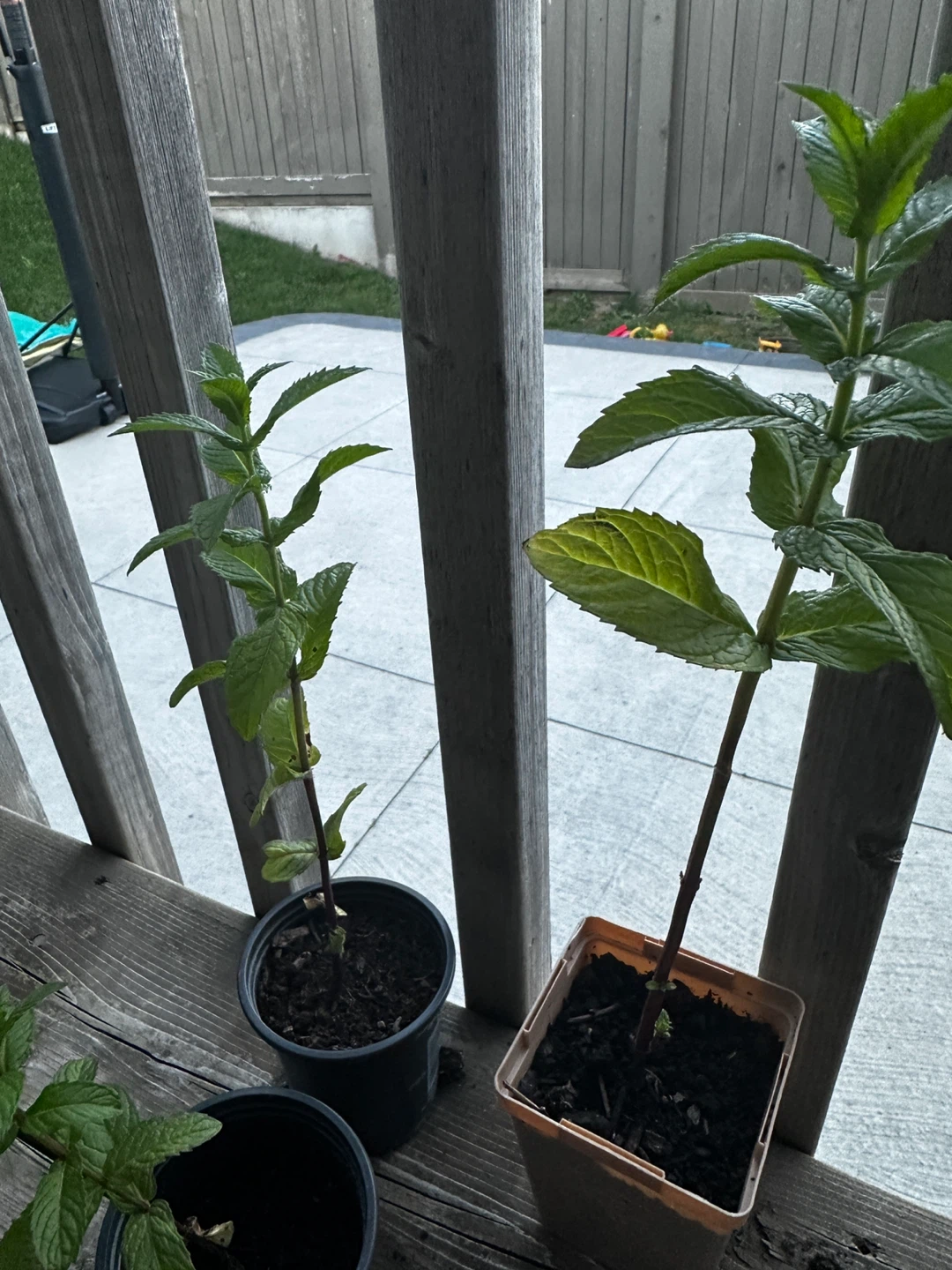 Mint Plants For Sale ⚽ - photo 2
