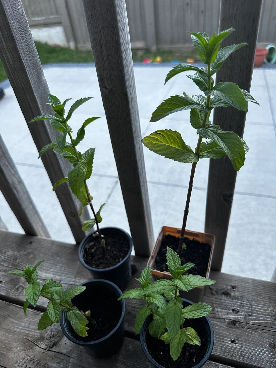 Mint Plants For Sale ⚽