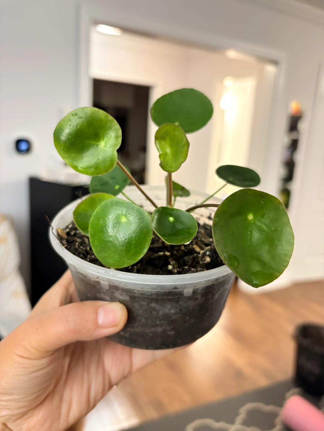Pilea Peperomioides Plant (Chinese Money Plant) - photo 4
