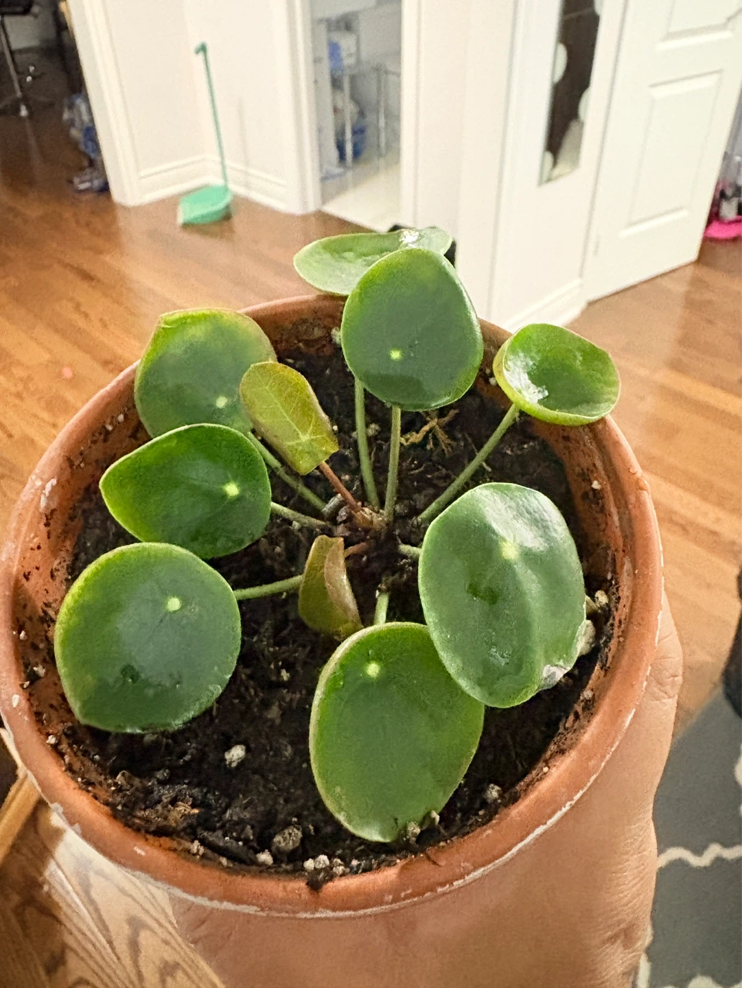 Pilea Peperomioides Plant (Chinese Money Plant) - photo 3
