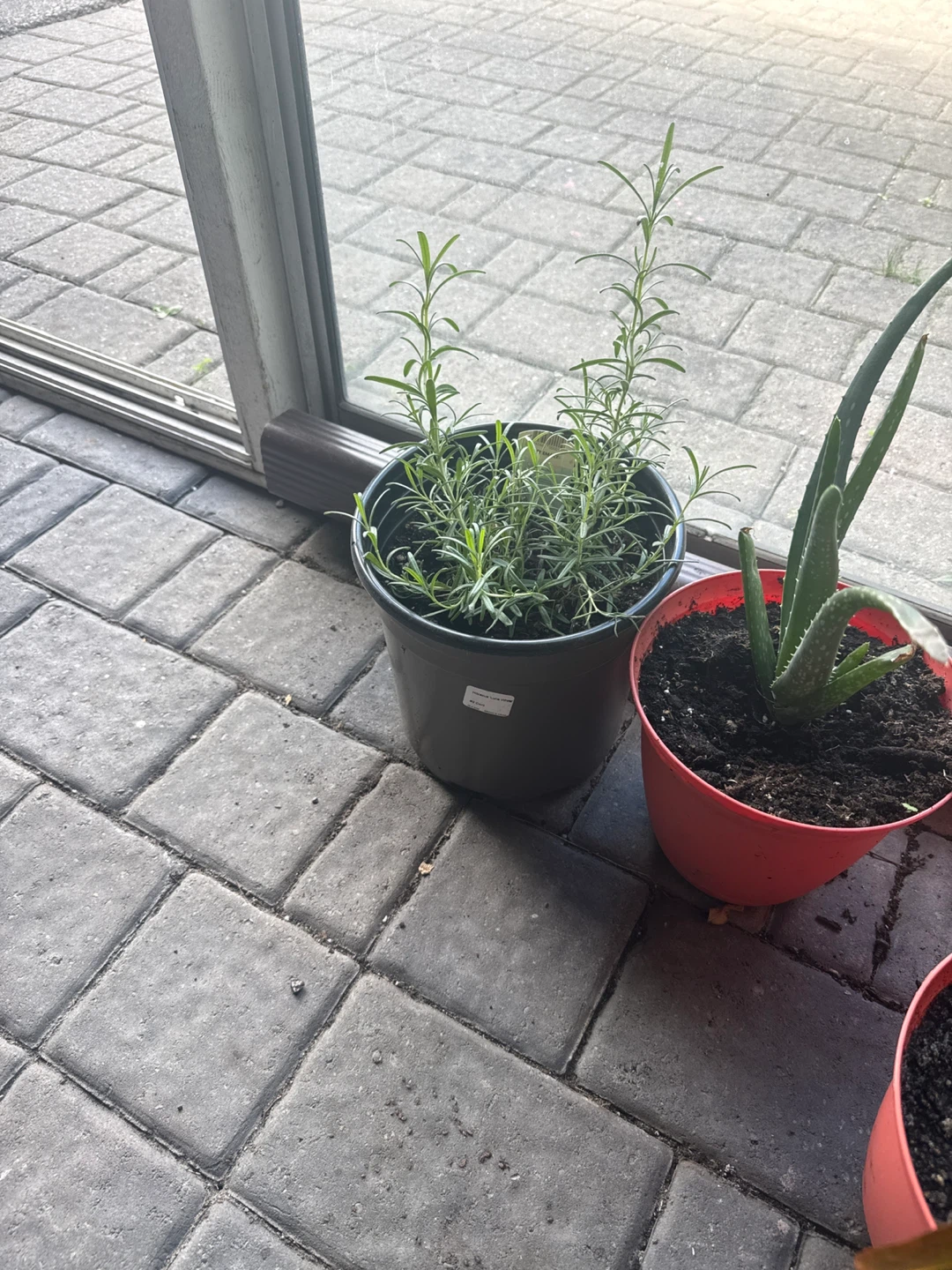 Potted Rosemary Plant ⚽