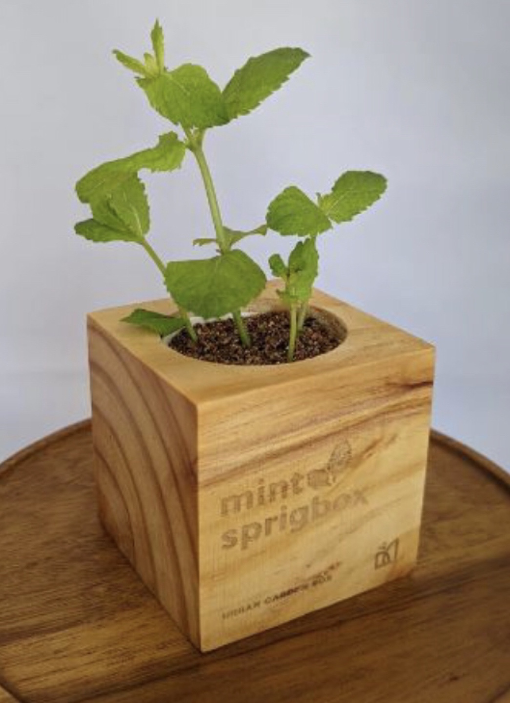 Easy Sustainable Mint Grow Kit! - photo 2