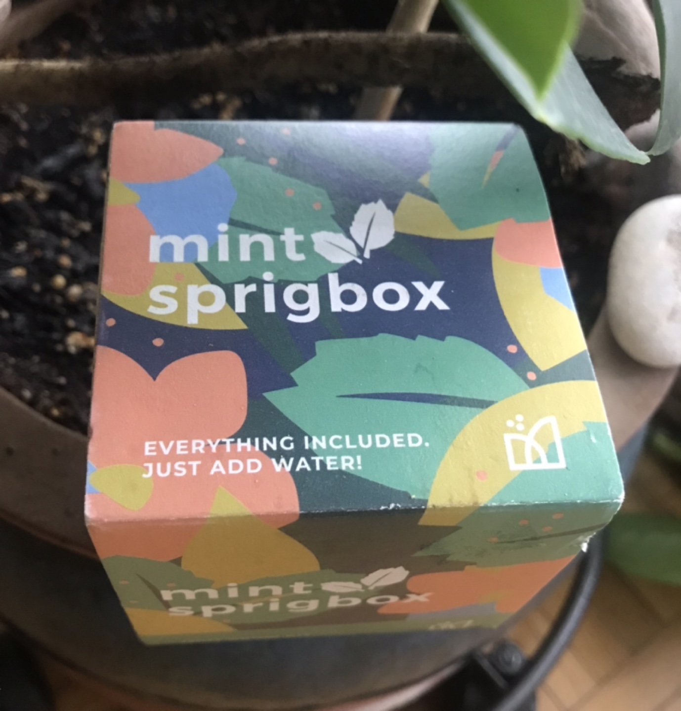 Easy Sustainable Mint Grow Kit!