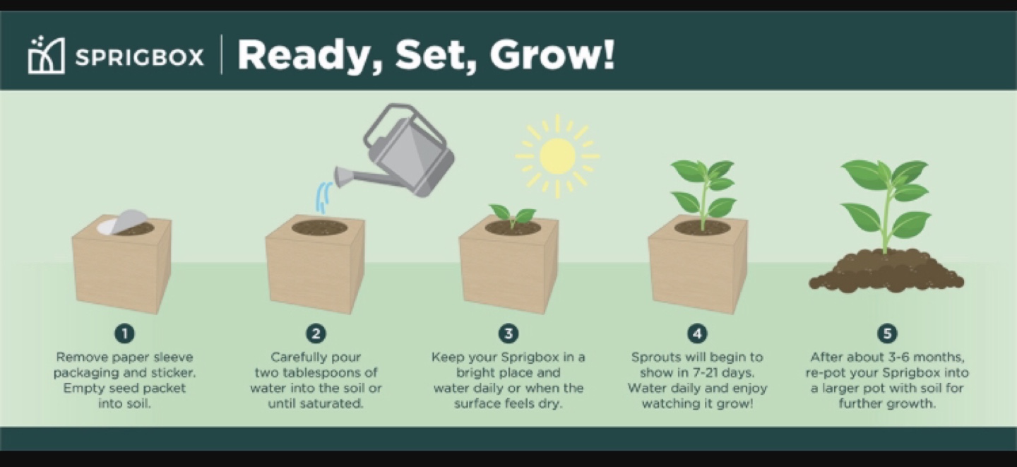 Easy Sustainable Mint Grow Kit! - photo 4
