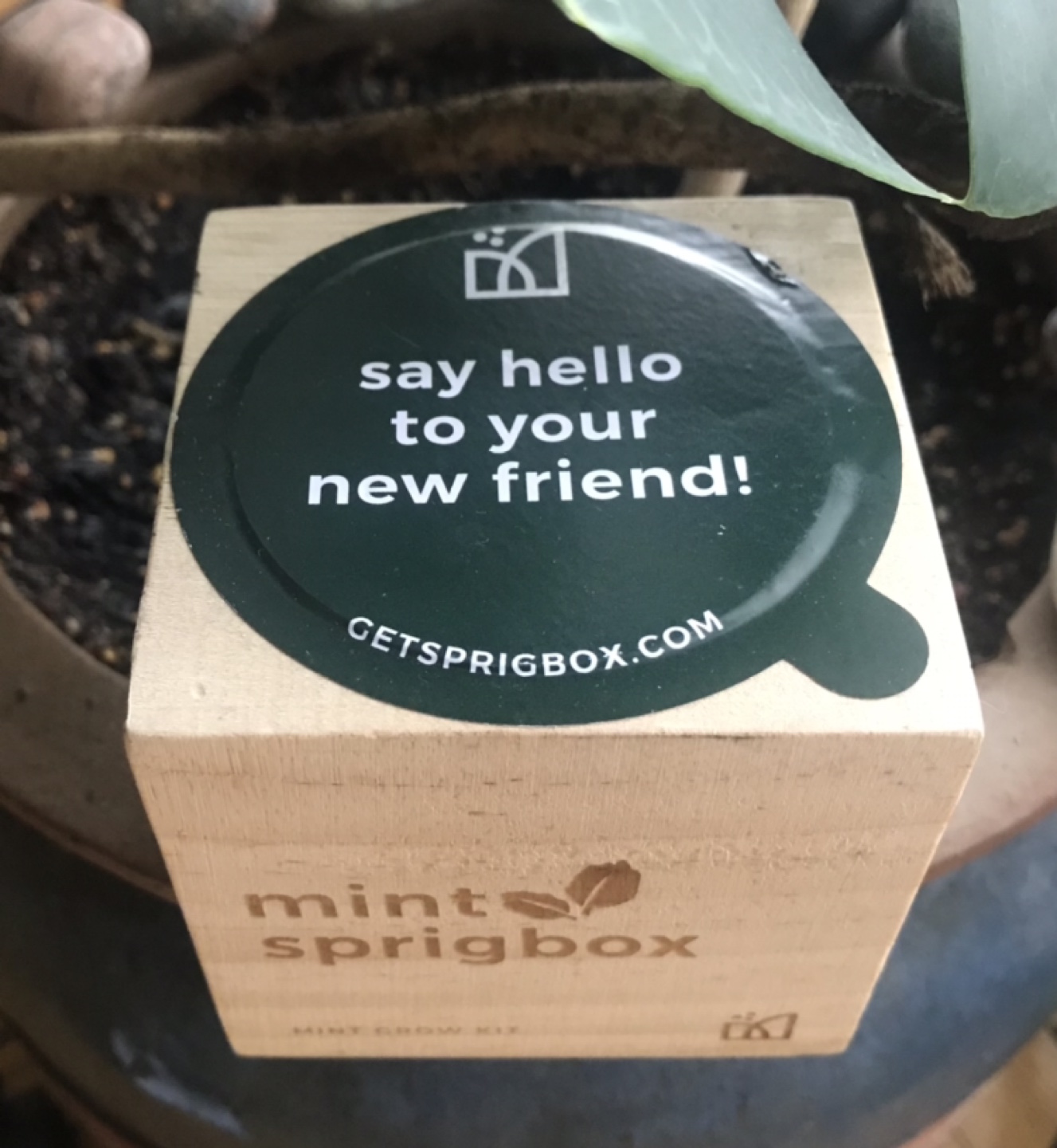 Easy Sustainable Mint Grow Kit! - photo 3
