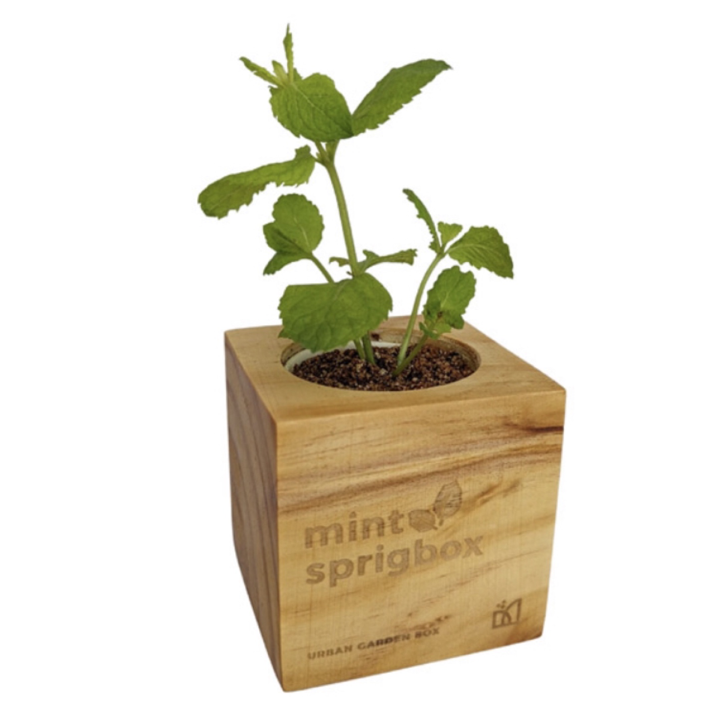 Easy Sustainable Mint Grow Kit! - photo 5
