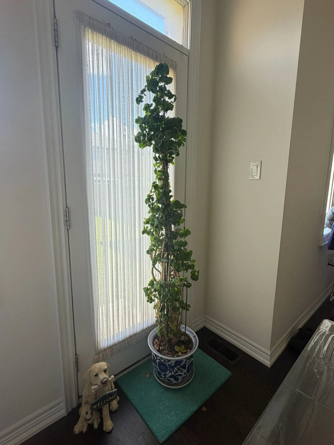 Tall Potted Green Plant