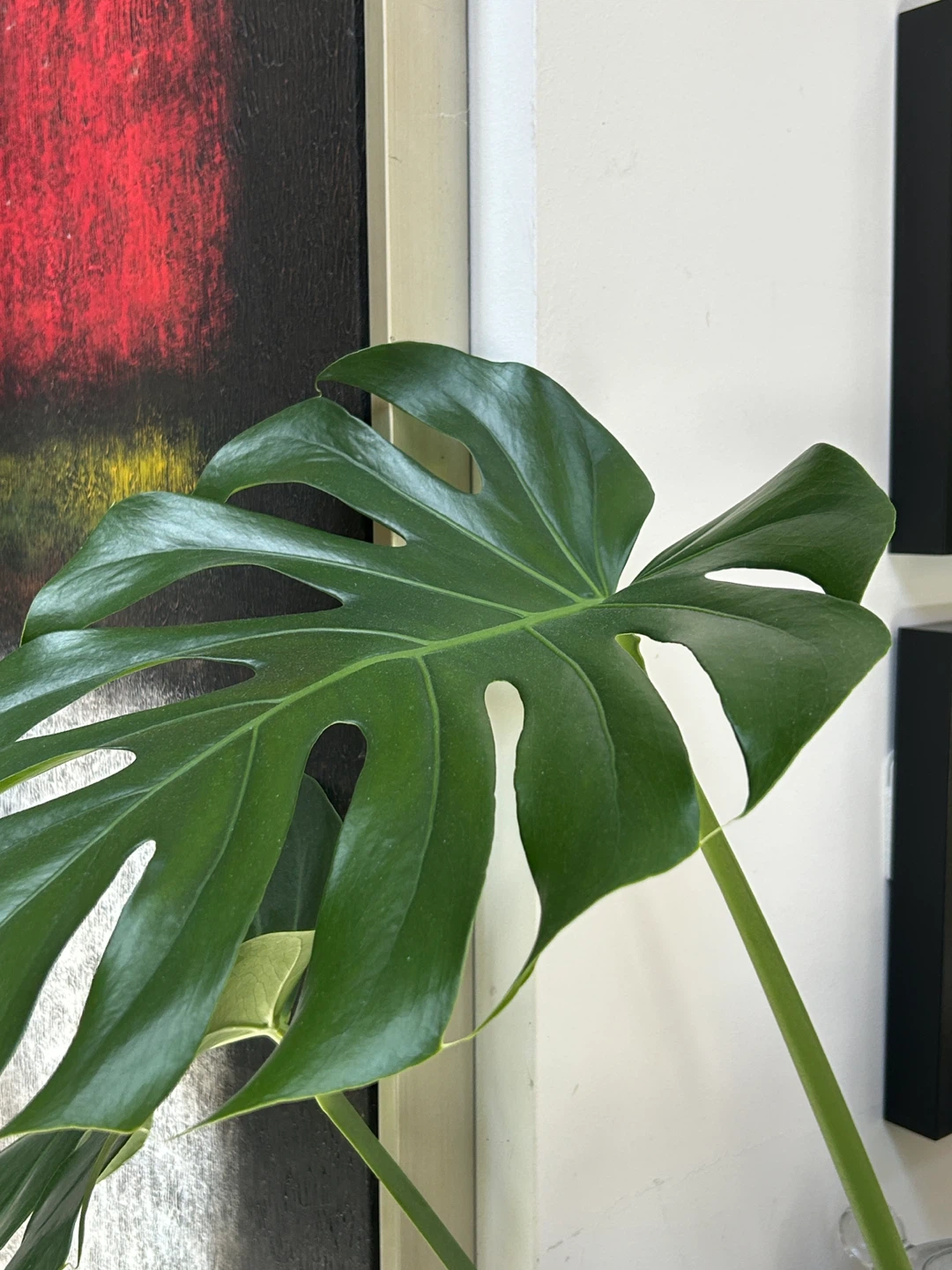 Large Monstera Deliciosa Plant With Large Designer Pot - photo 2