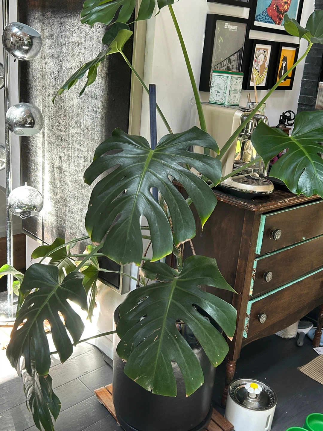 Large Monstera Deliciosa Plant With Large Designer Pot