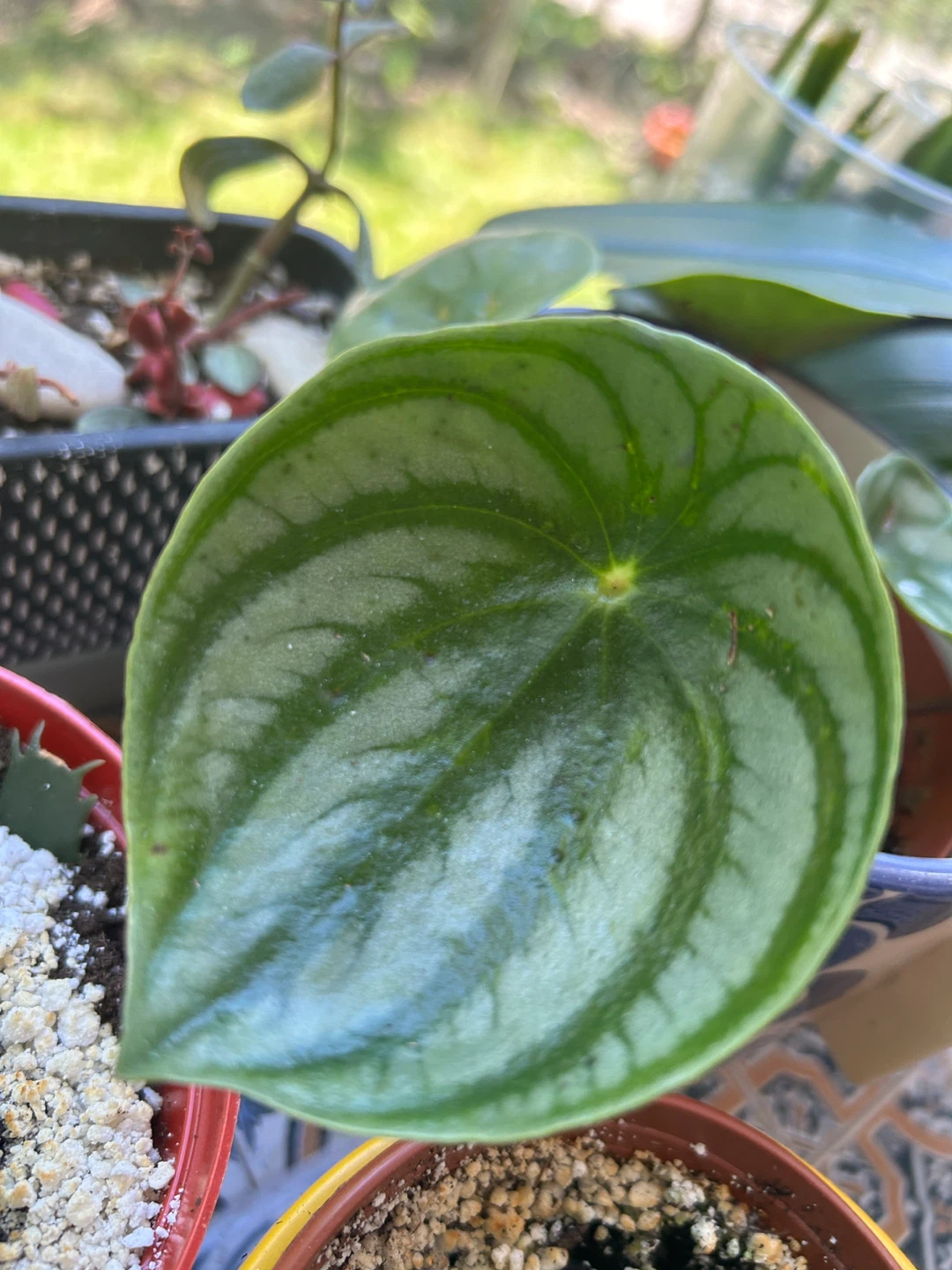 Peperomia argyreia Watermelon Plant - photo 4