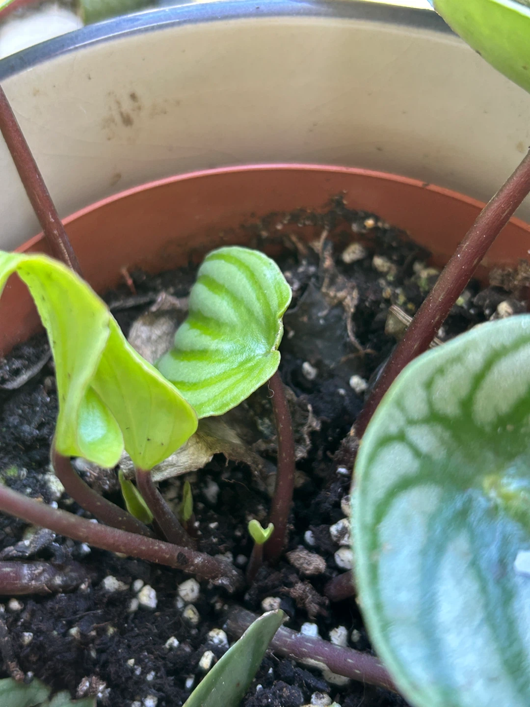 Peperomia argyreia Watermelon Plant - photo 3