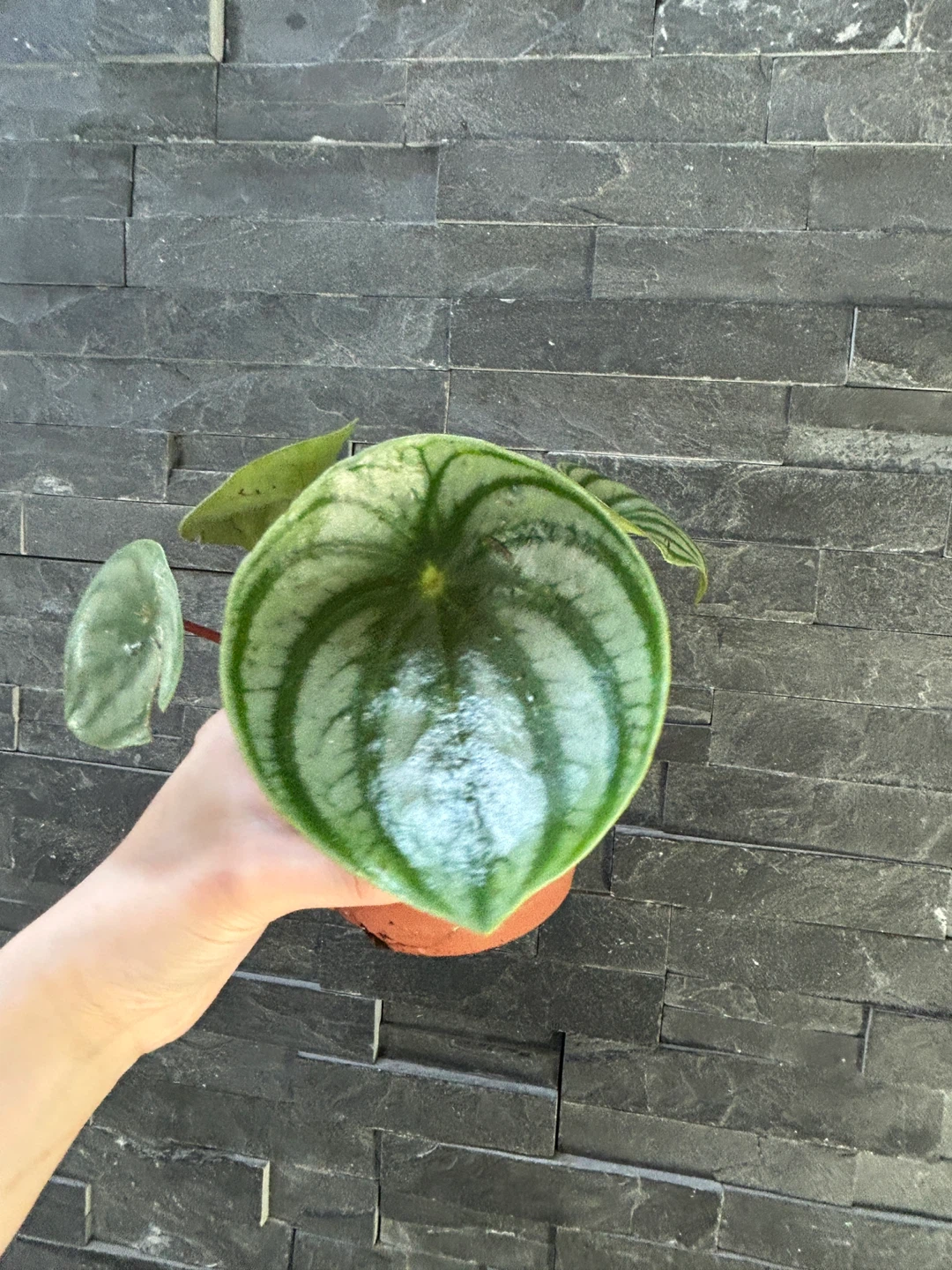 Peperomia argyreia Watermelon Plant