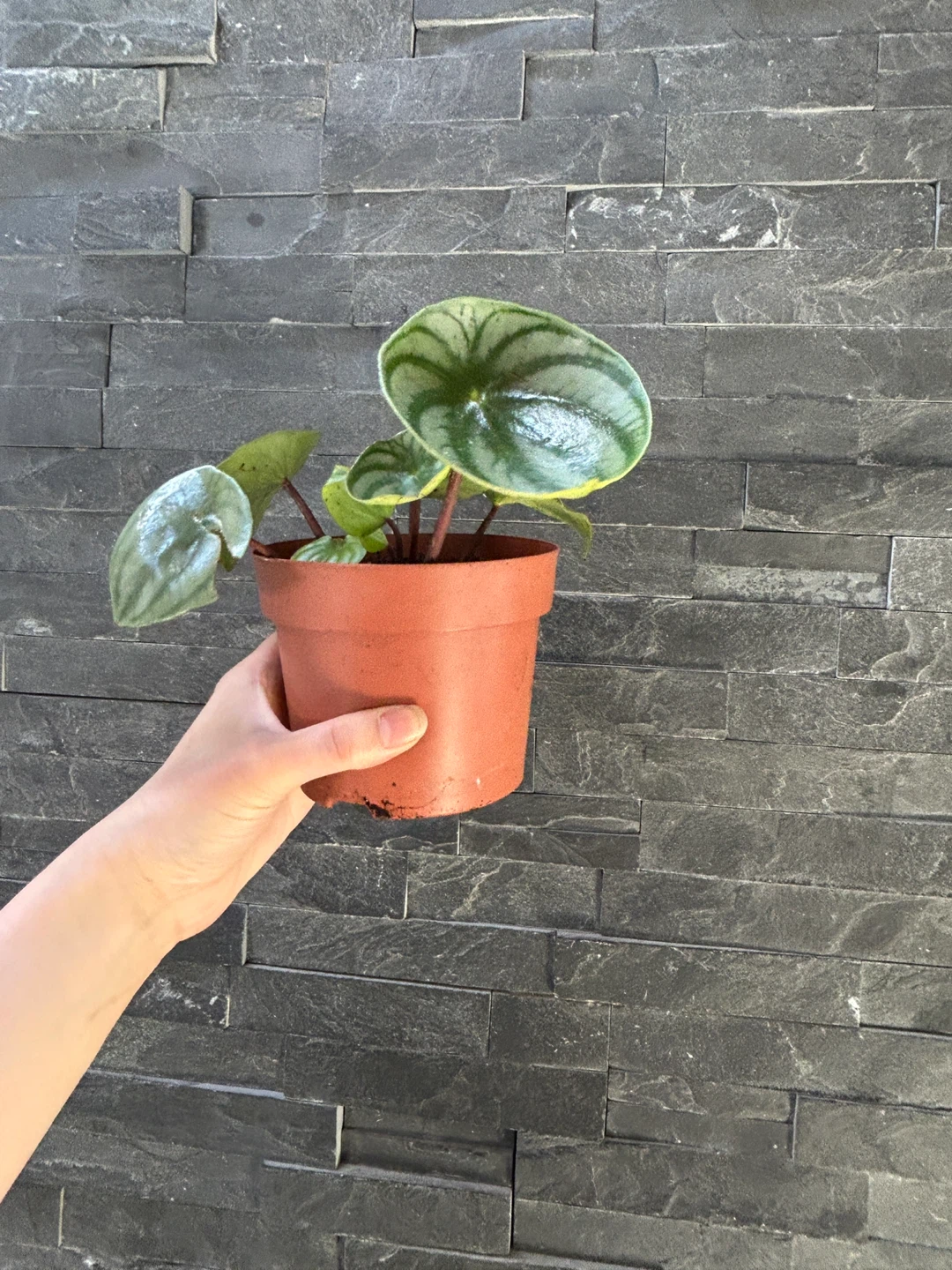 Peperomia argyreia Watermelon Plant - photo 2