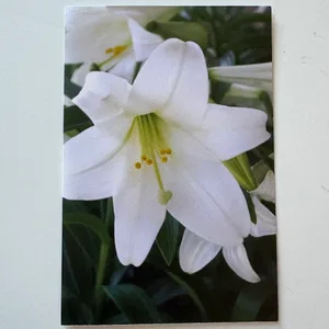 Blank card - Lily