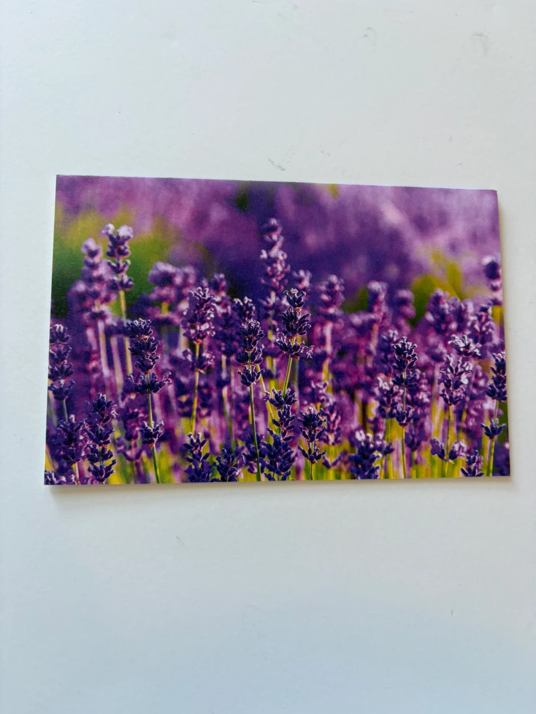 Blank card - Lavender field ⚽️