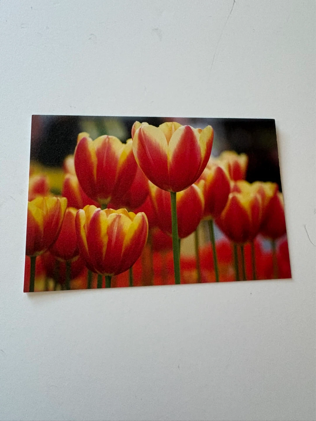 Blank card - Tulips ⚽️