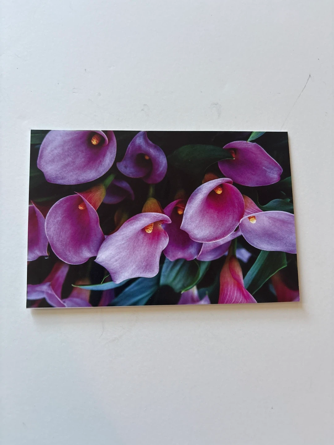 Blank card - Purple calla lilies ⚽️