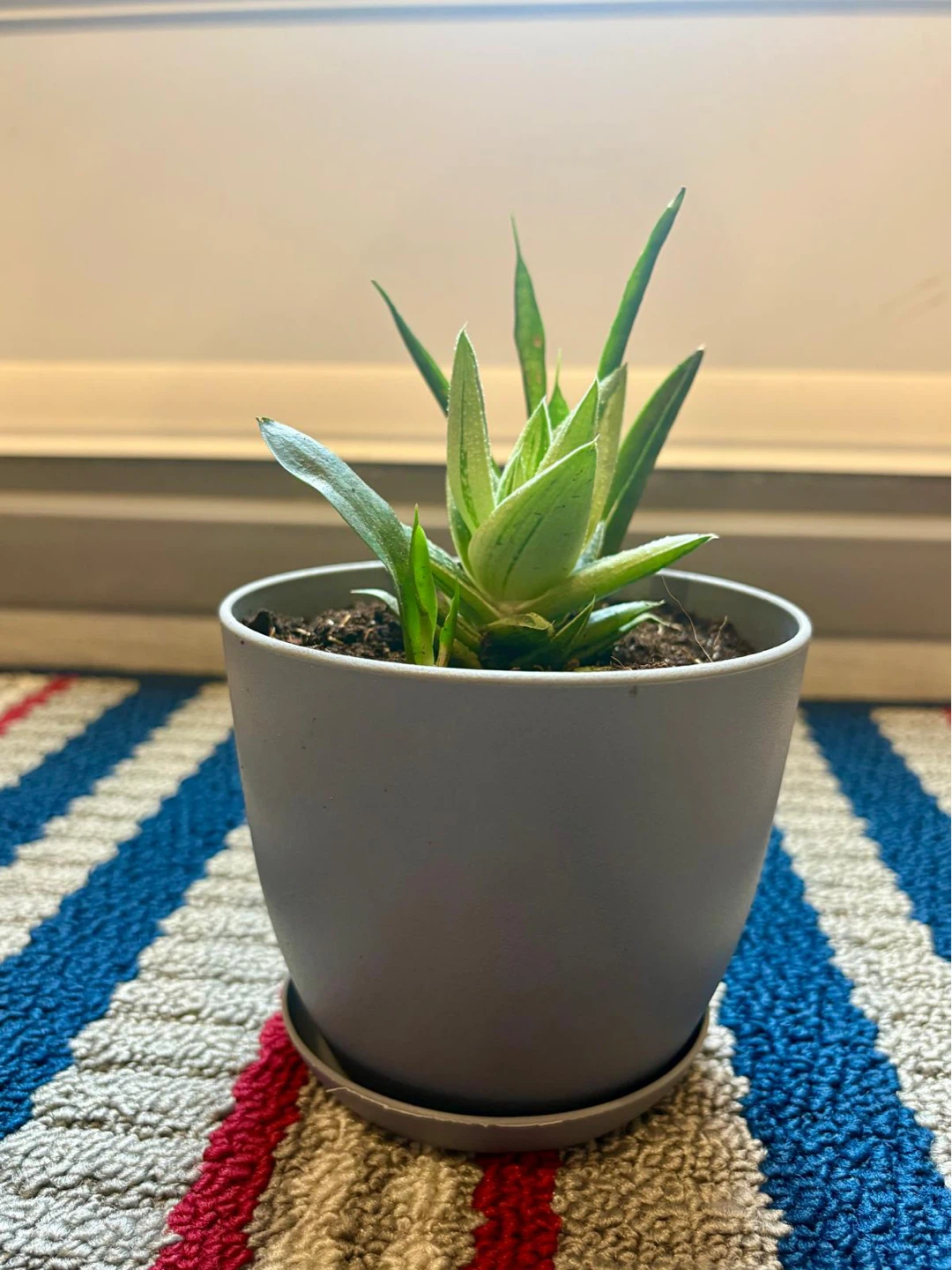 4 Assorted Succulent Plants + a healthy snake plant in Grey Pots - photo 2