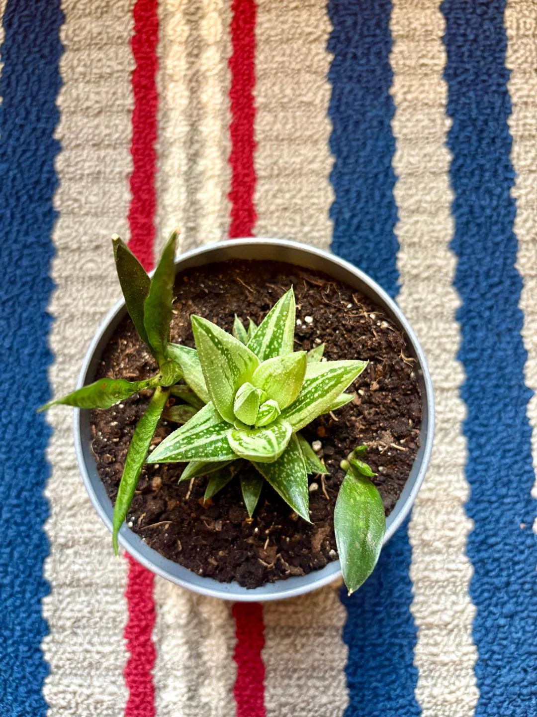 4 Assorted Succulent Plants + a healthy snake plant in Grey Pots