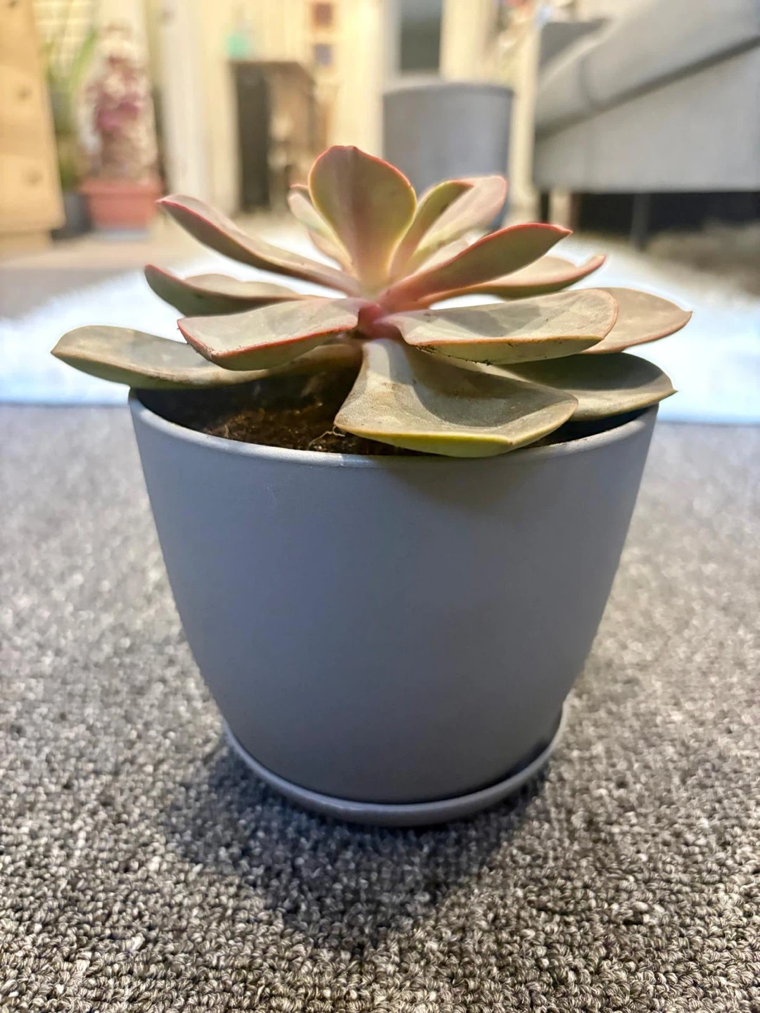4 Assorted Succulent Plants + a healthy snake plant in Grey Pots - photo 4