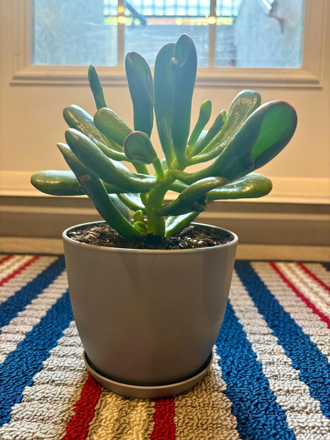 4 Assorted Succulent Plants + a healthy snake plant in Grey Pots - photo 5