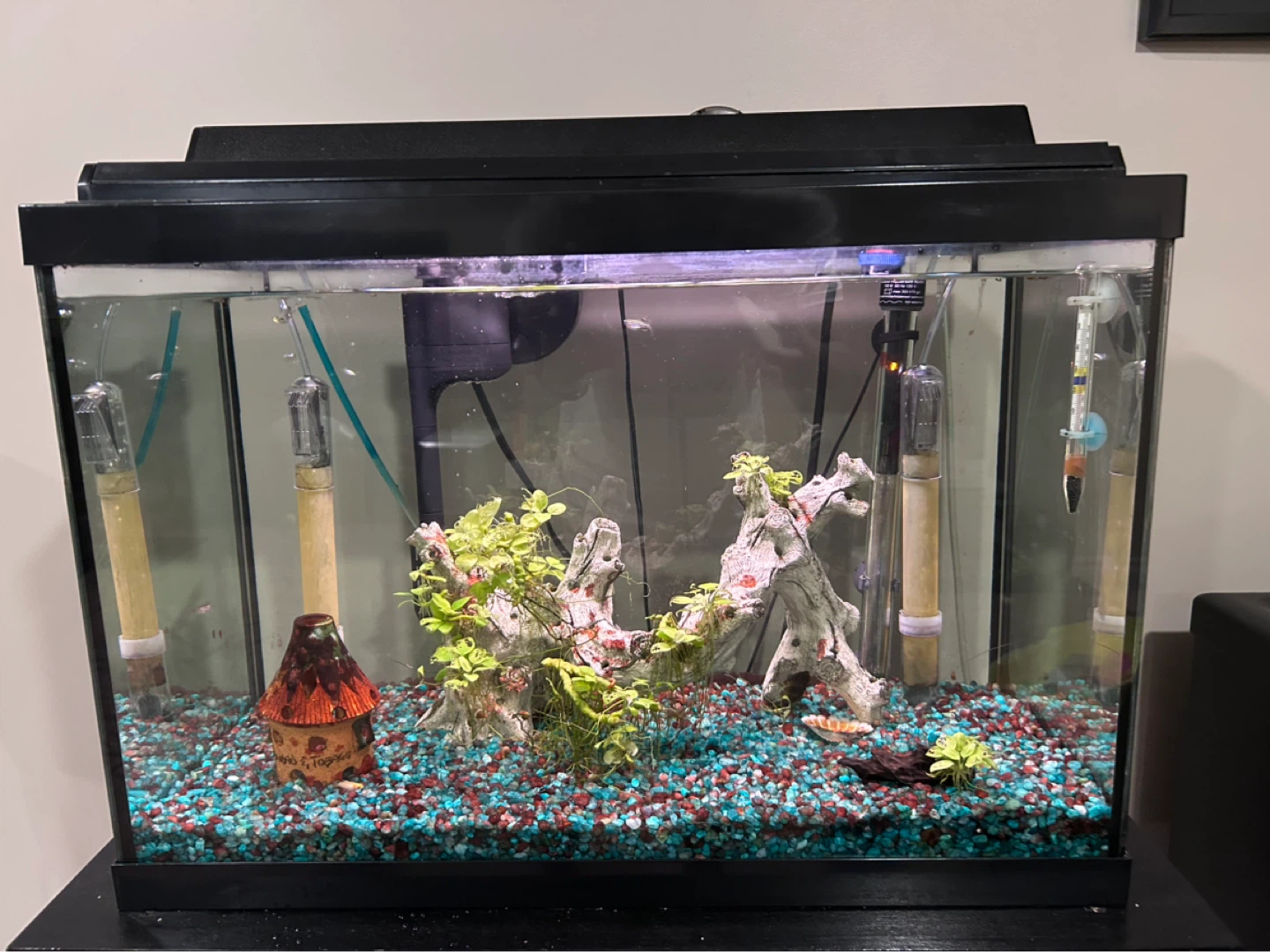 20 Gallon Aquarium with live fish and plants Heater and Filter