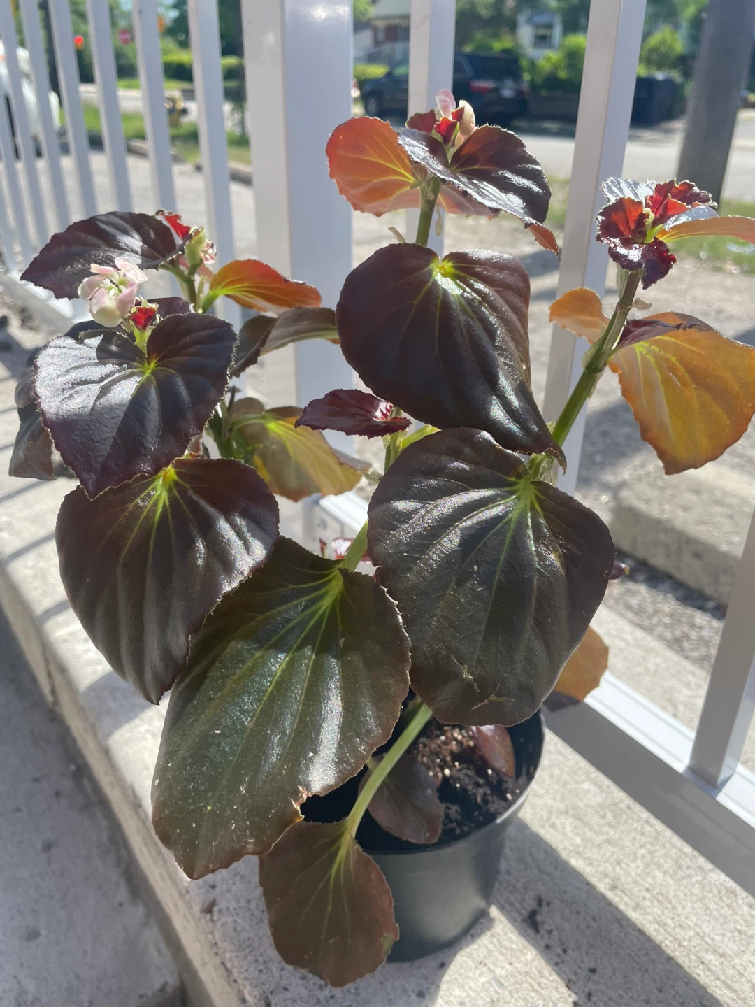 Begonia plant with dark, glossy leaves ⚽️