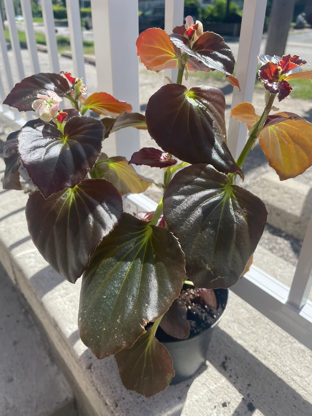 Begonia plant with dark, glossy leaves ⚽️ - photo 4