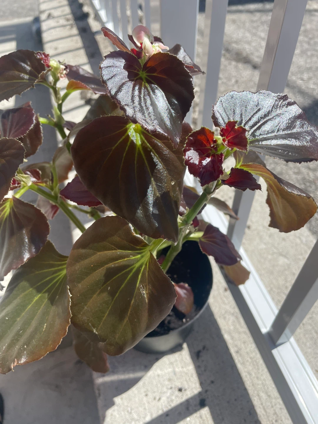 Begonia plant with dark, glossy leaves ⚽️ - photo 3