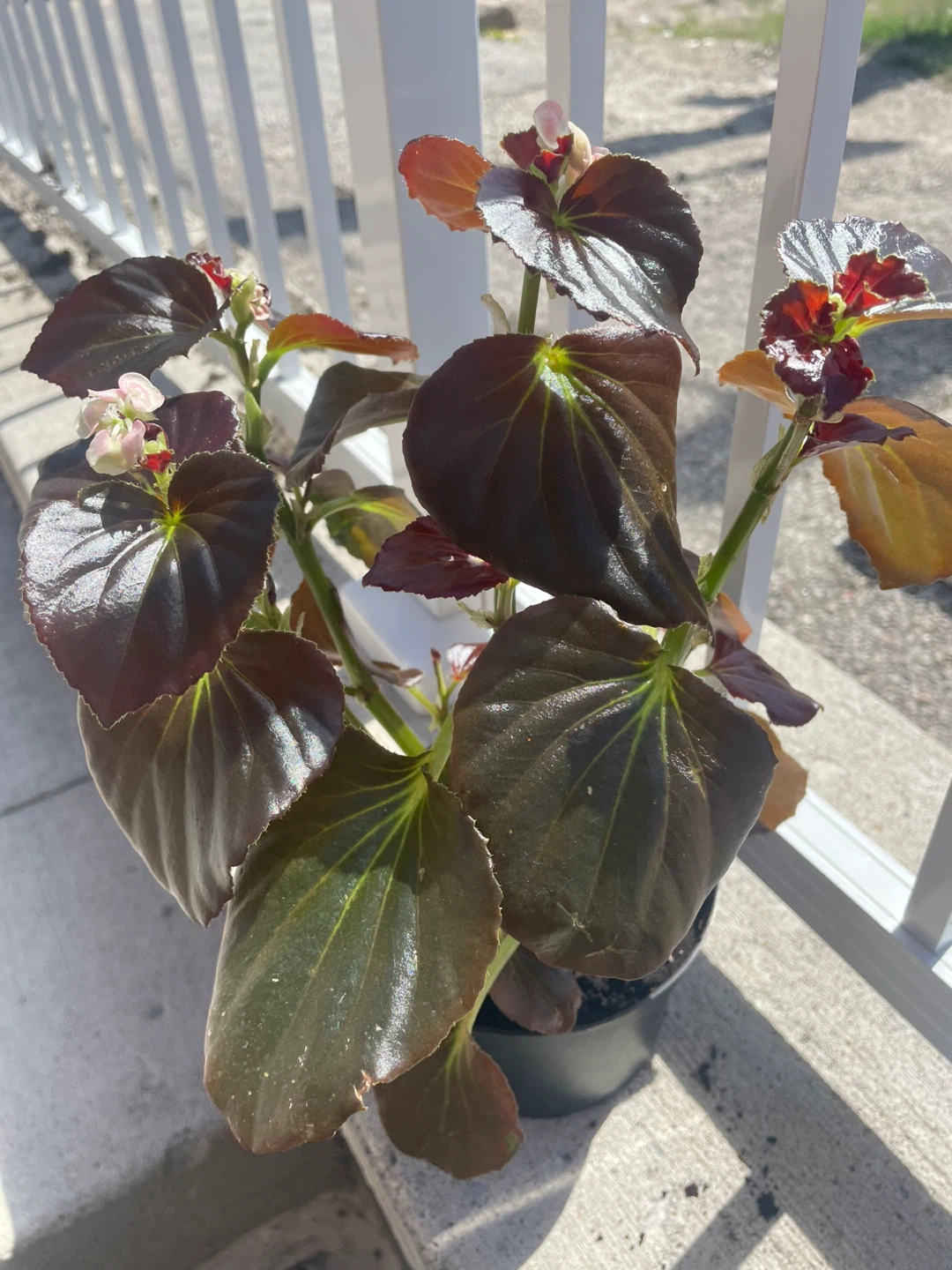 Begonia plant with dark, glossy leaves ⚽️ - photo 2