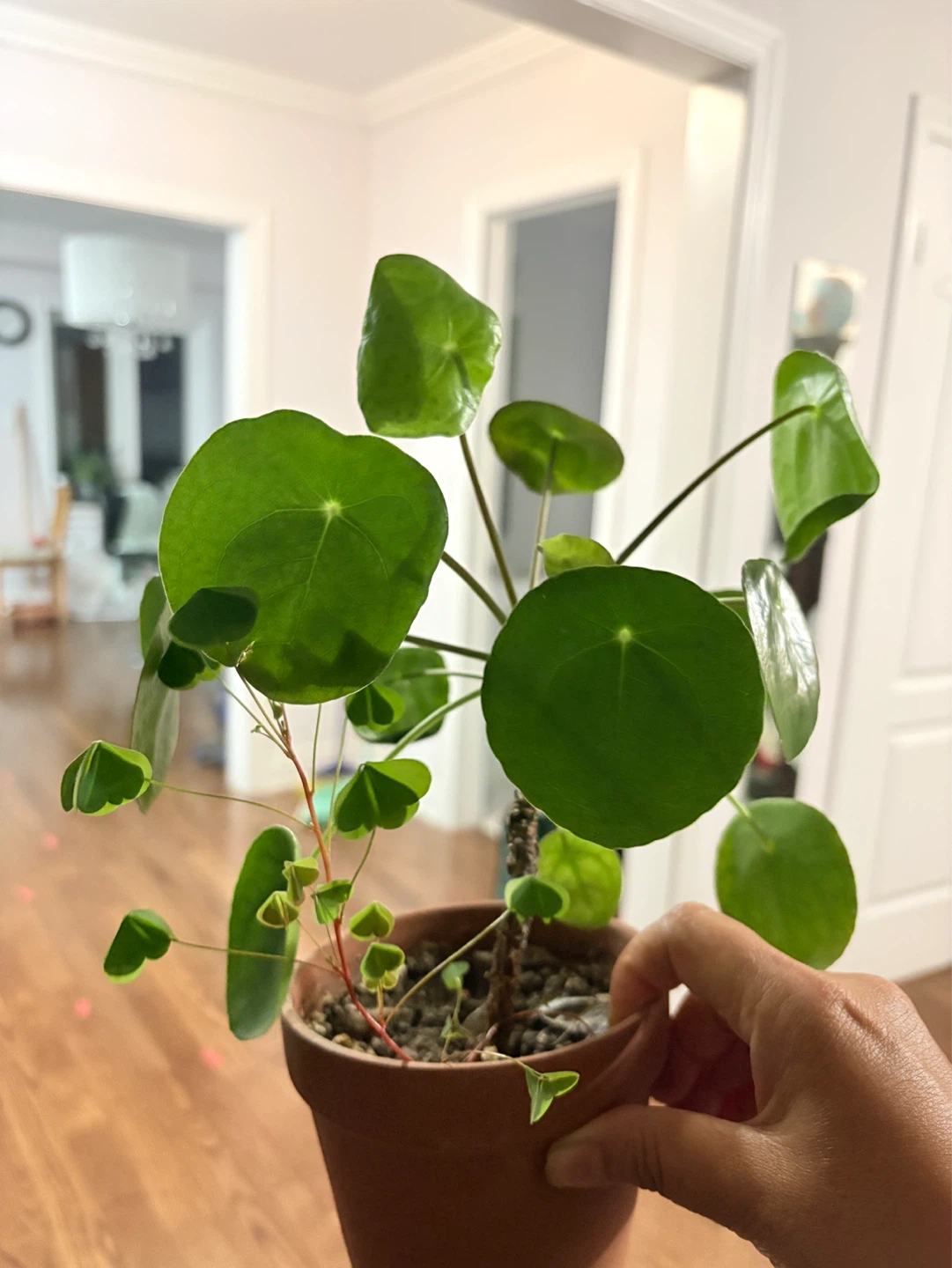 Pilea Peperomioides Plant with clover - photo 2