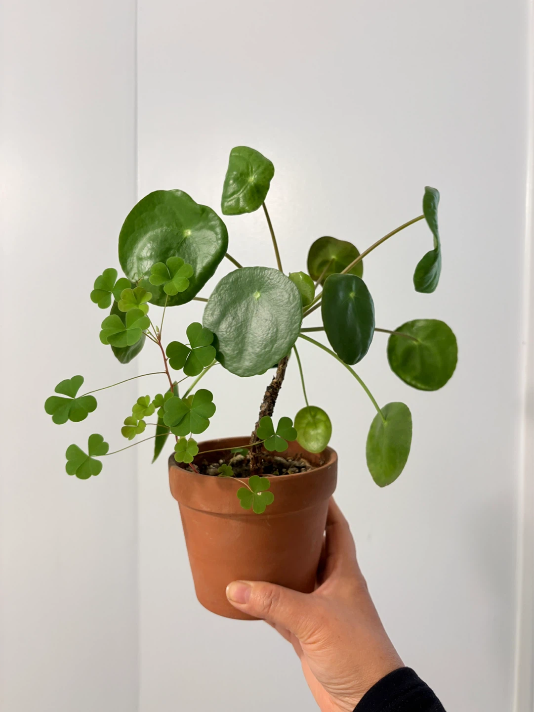 Pilea Peperomioides Plant with clover