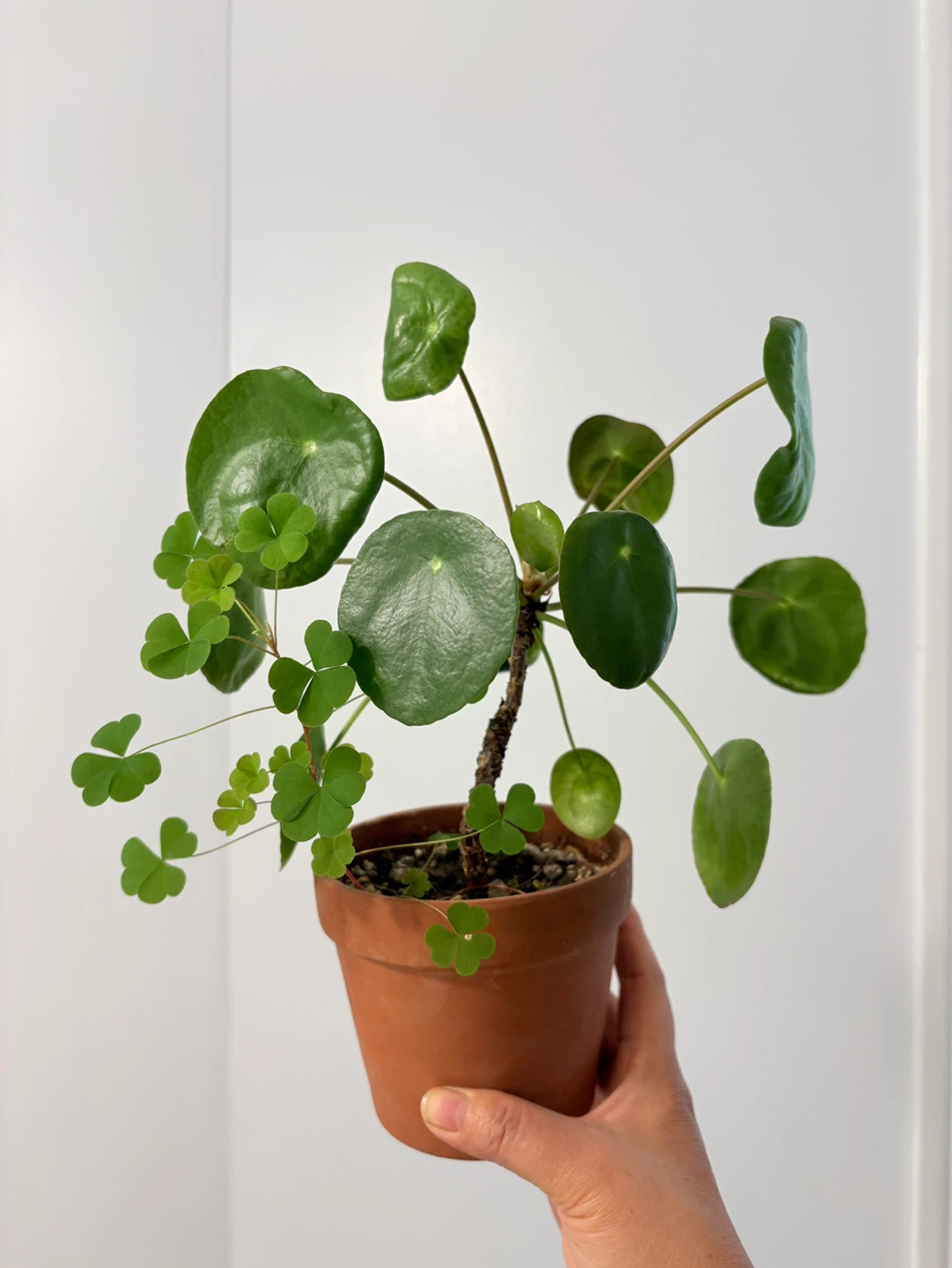 Pilea Peperomioides Plant with clover - photo 3