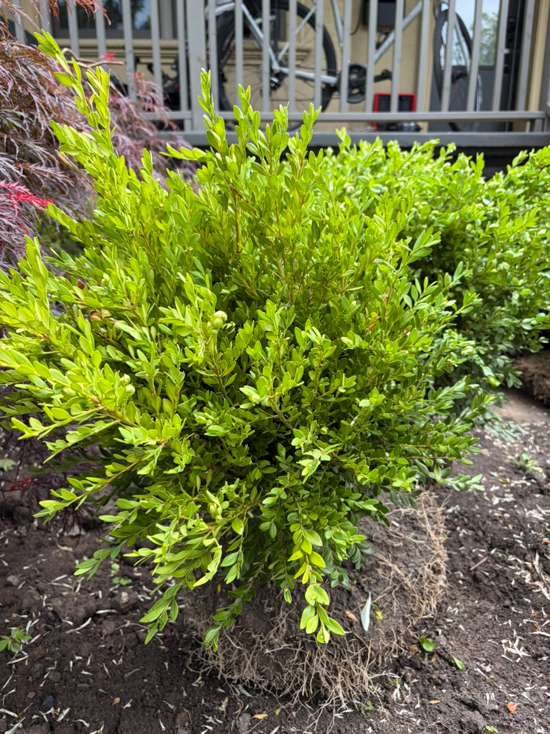 Healthy Boxwood Shrub