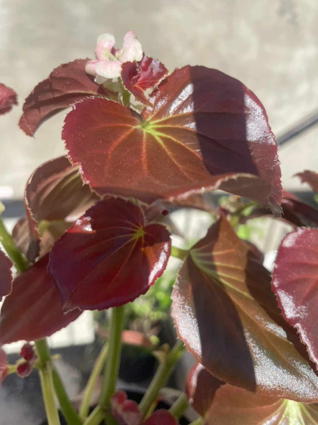 Begonia plant with dark, glossy leaves ⚽️ - photo 5