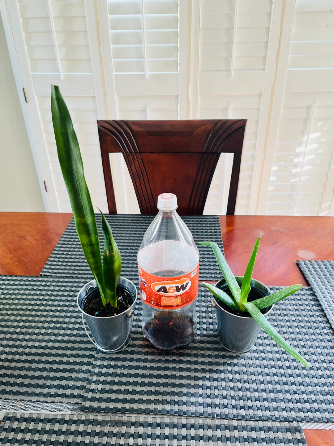 PLANT SET: Aloe Vera and Snake Plant ⚽️ - photo 4