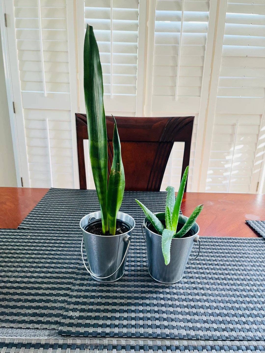 PLANT SET: Aloe Vera and Snake Plant ⚽️