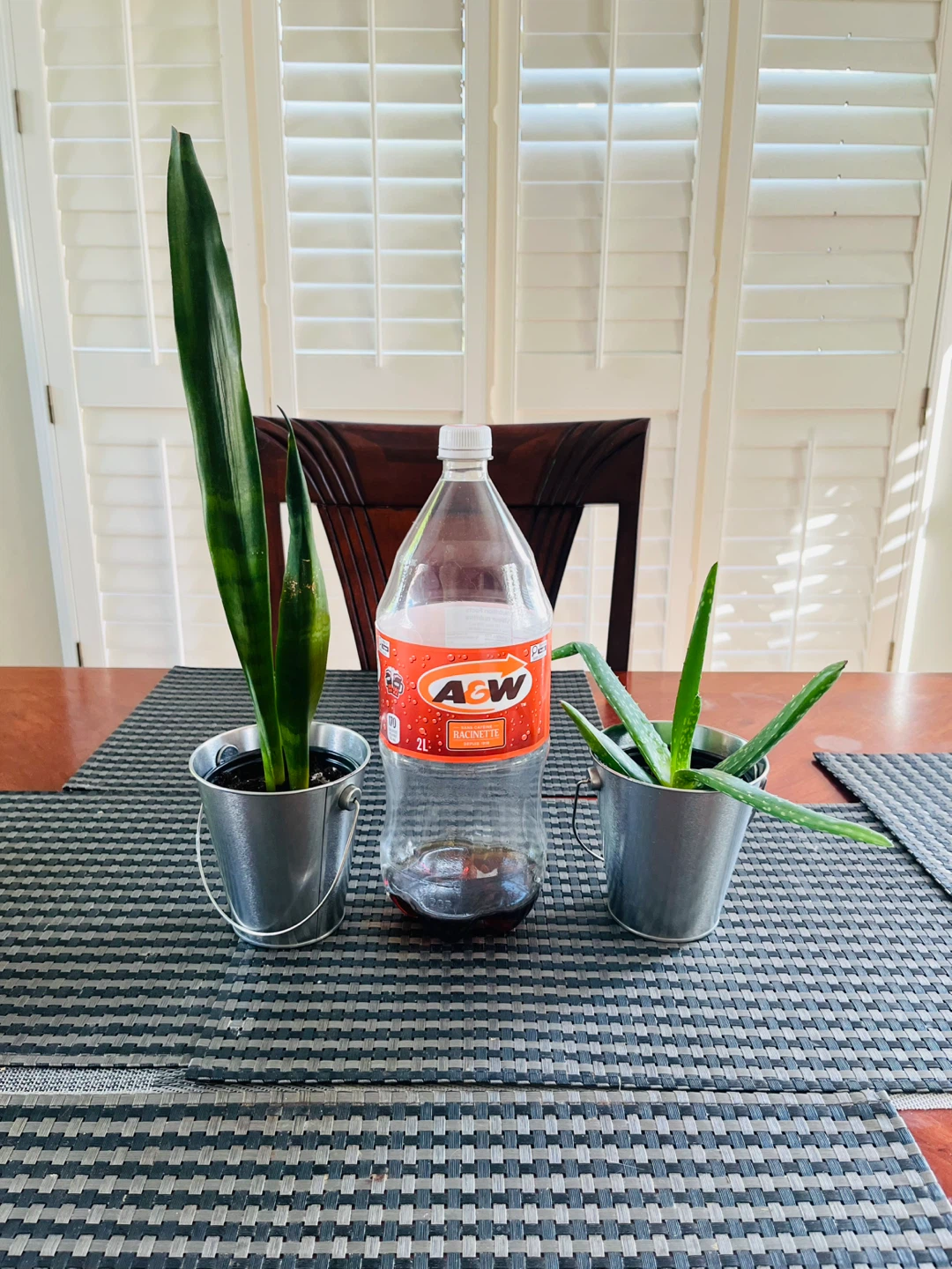 PLANT SET: Aloe Vera and Snake Plant ⚽️ - photo 3