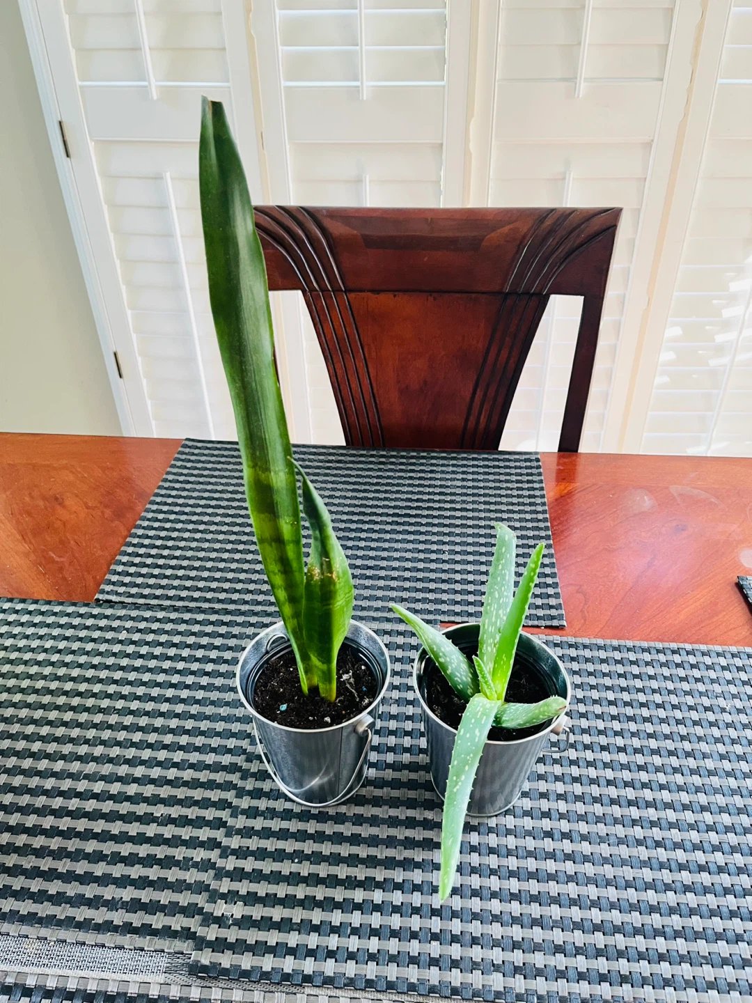 PLANT SET: Aloe Vera and Snake Plant ⚽️ - photo 2