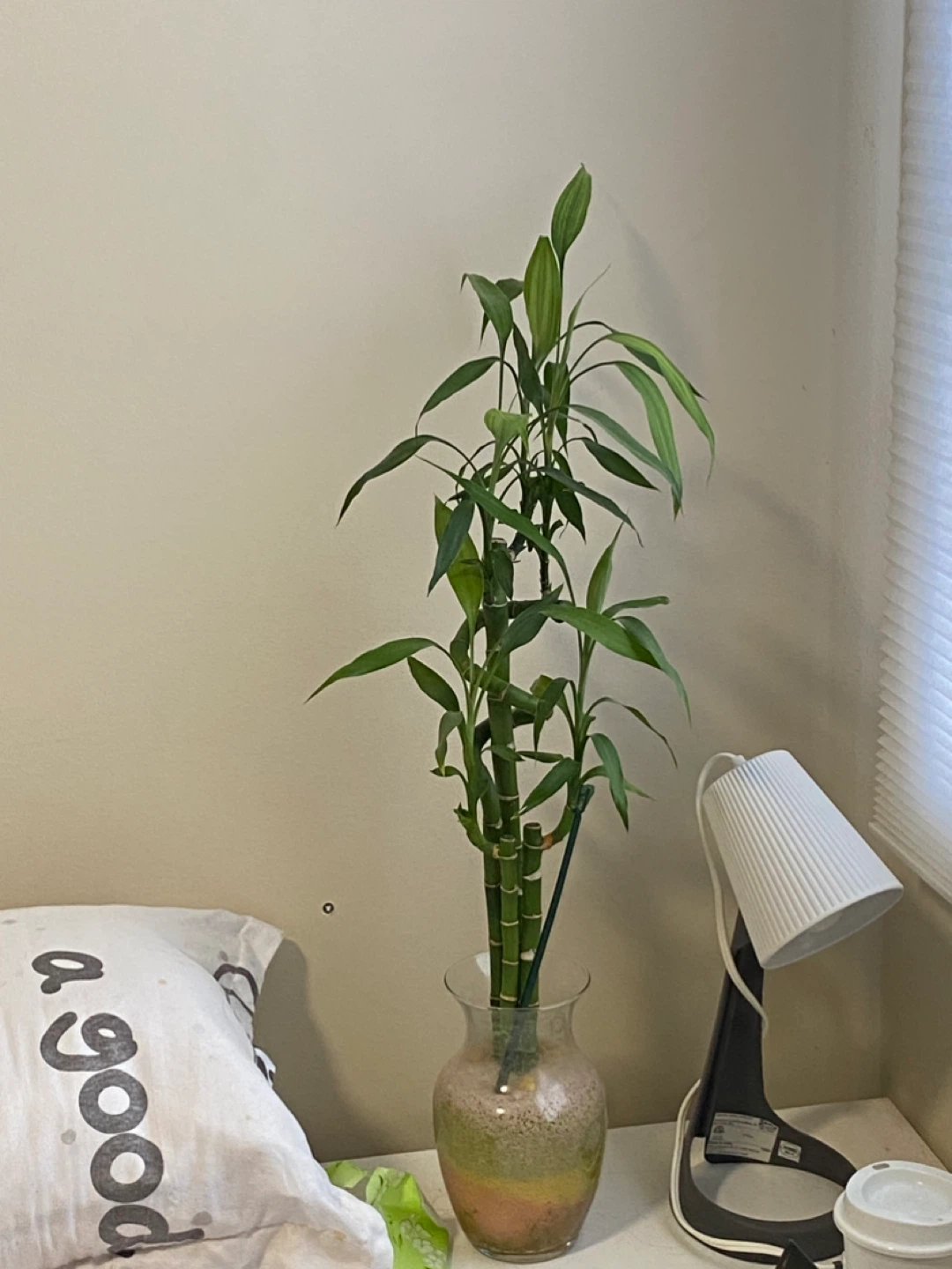 Lucky Bamboo Plant in Glass Vase